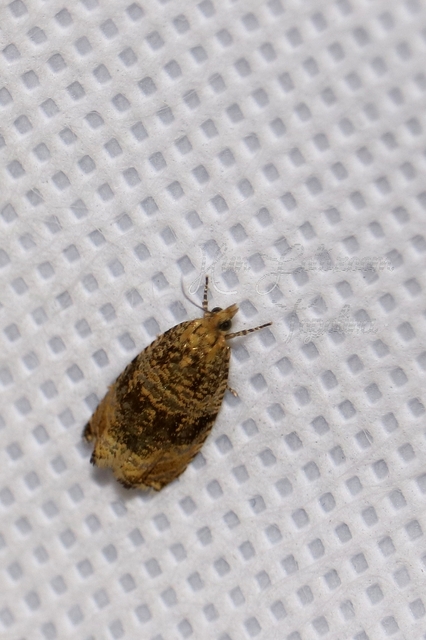 Celypha lacunana - vízparti tükrösmoly
