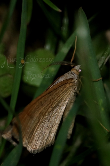 Scotopteryx mucronata/luridata/ignorata