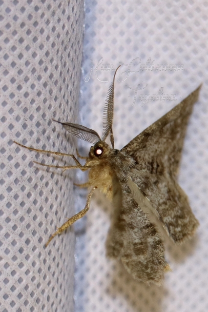 Hypomecis roboraria - nagy tölgyfaaraszoló