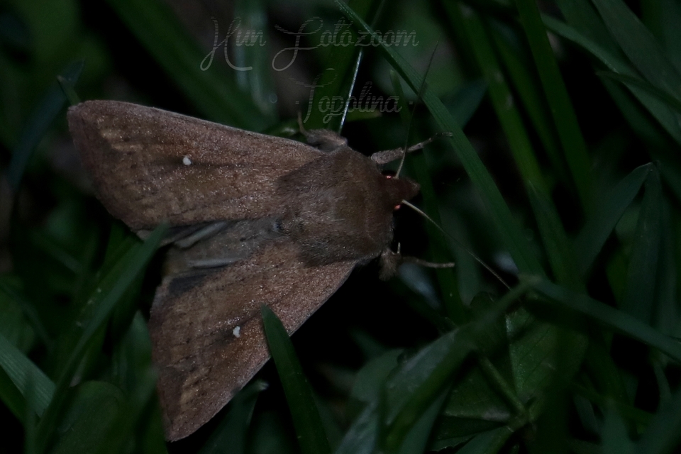 Mythimna albipuncta - fehérpettyes rétibagoly