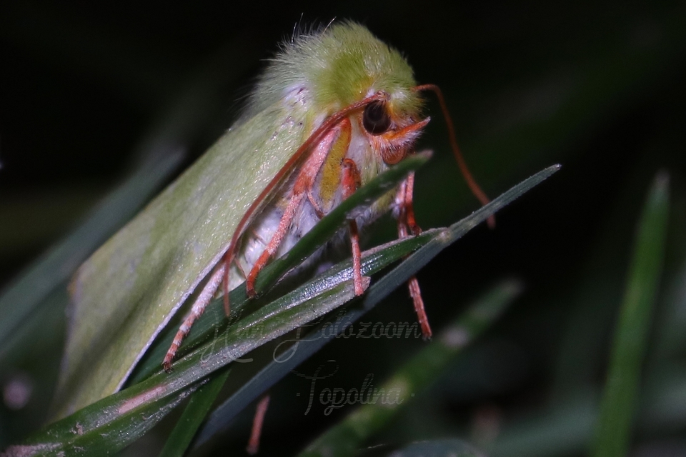 Pseudoips prasinana - bükkfa-zöldbagoly