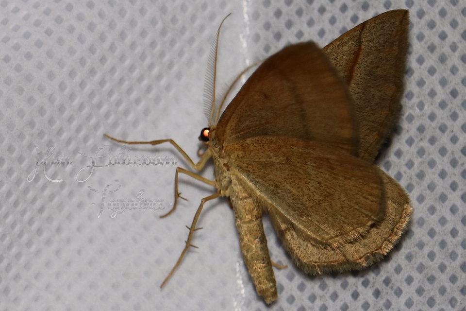 Scotopteryx mucronata/luridata/ignorata