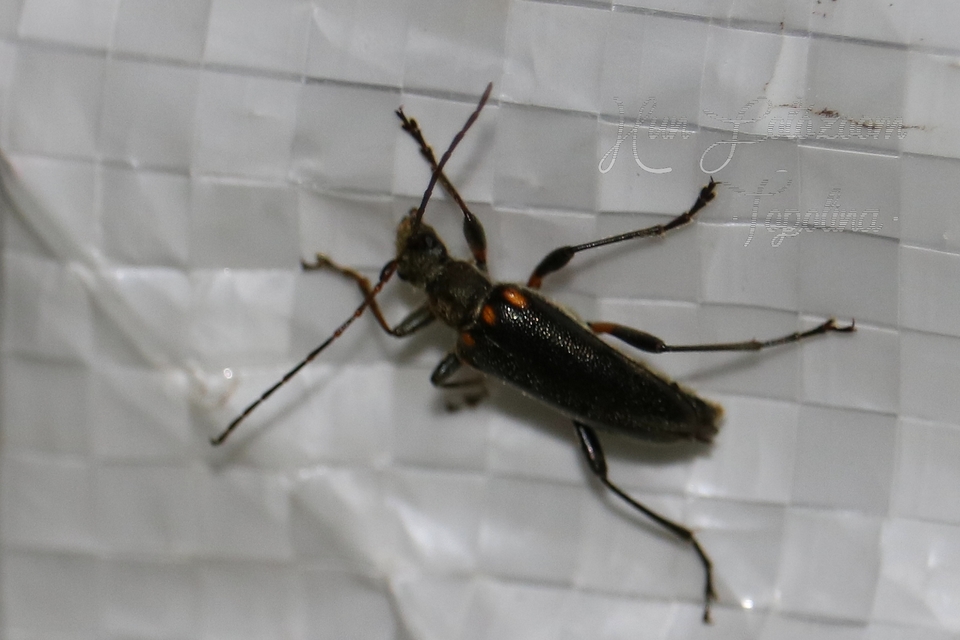 Cortodera humeralis - négyfoltos cserjecincér