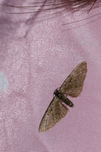 Eupithecia abbreviata - korai törpearaszoló