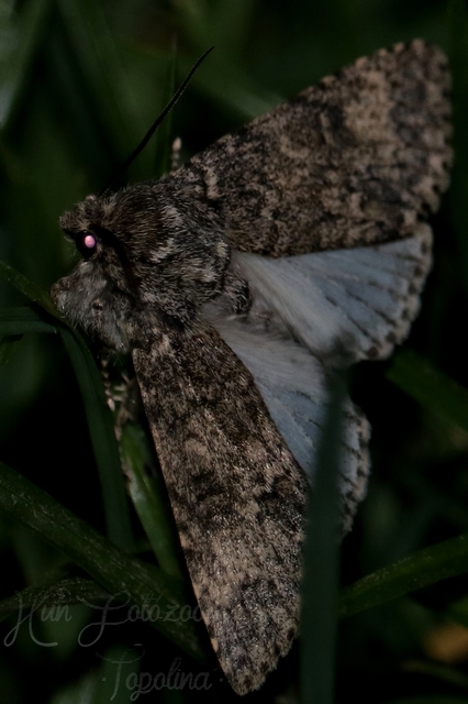 Acronicta megacephala - nagyfejű szigonyosbagoly