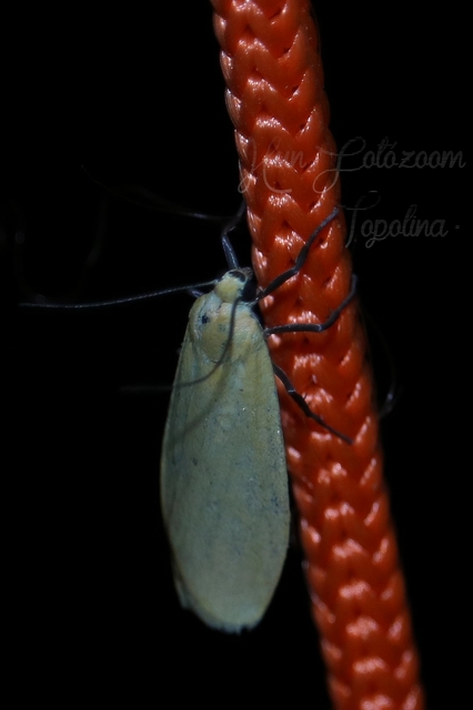 Eilema sororcula - sárga zuzmószövő