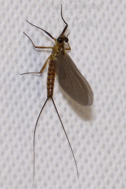 Ephemeroptera - Kérészek