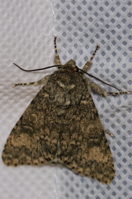 Acronicta megacephala - nagyfejű szigonyosbagoly