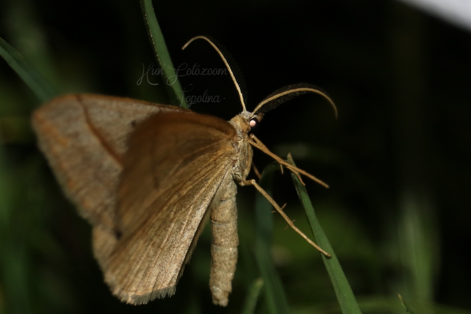 Scotopteryx mucronata/luridata/ignorata