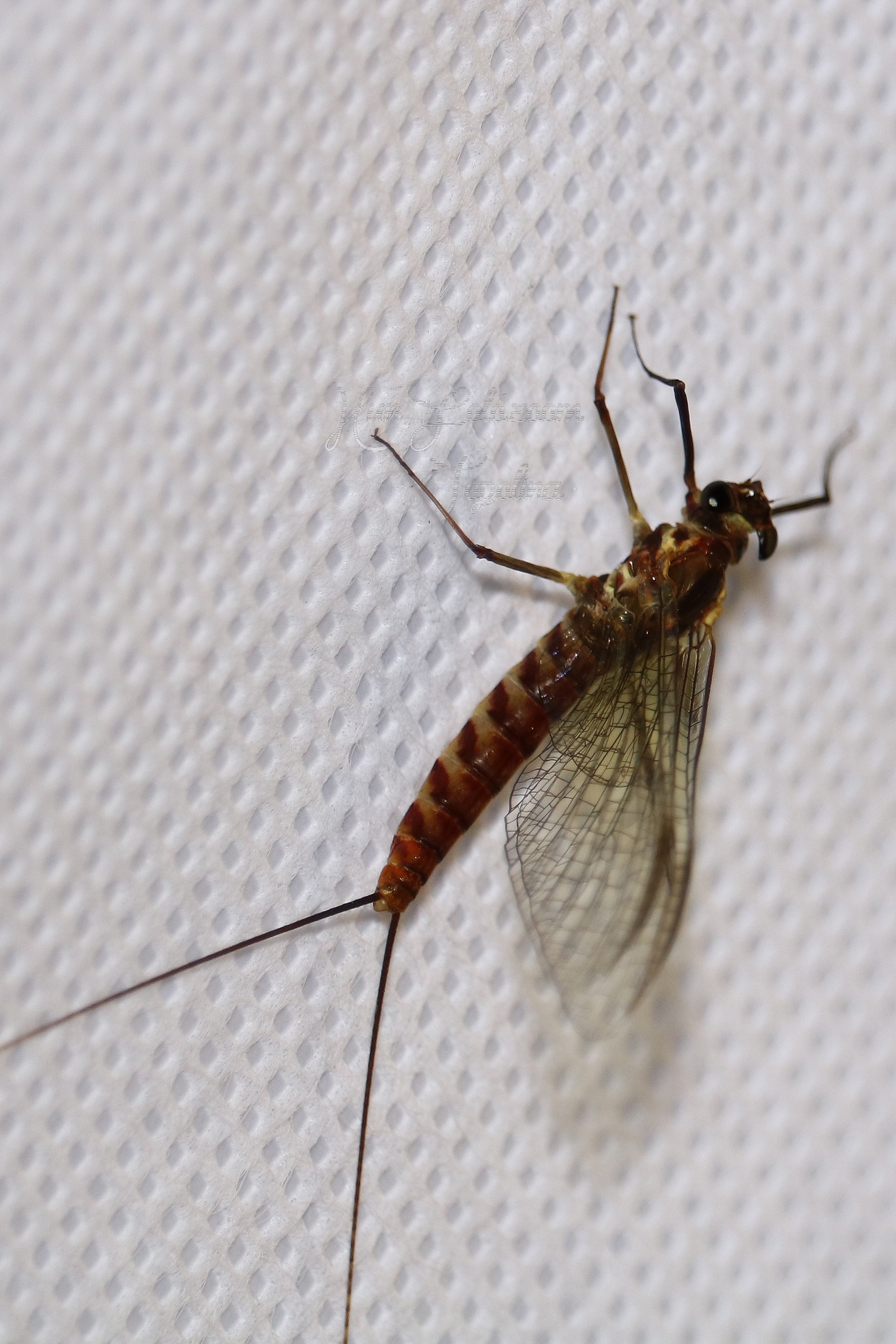 Ephemeroptera - Kérészek