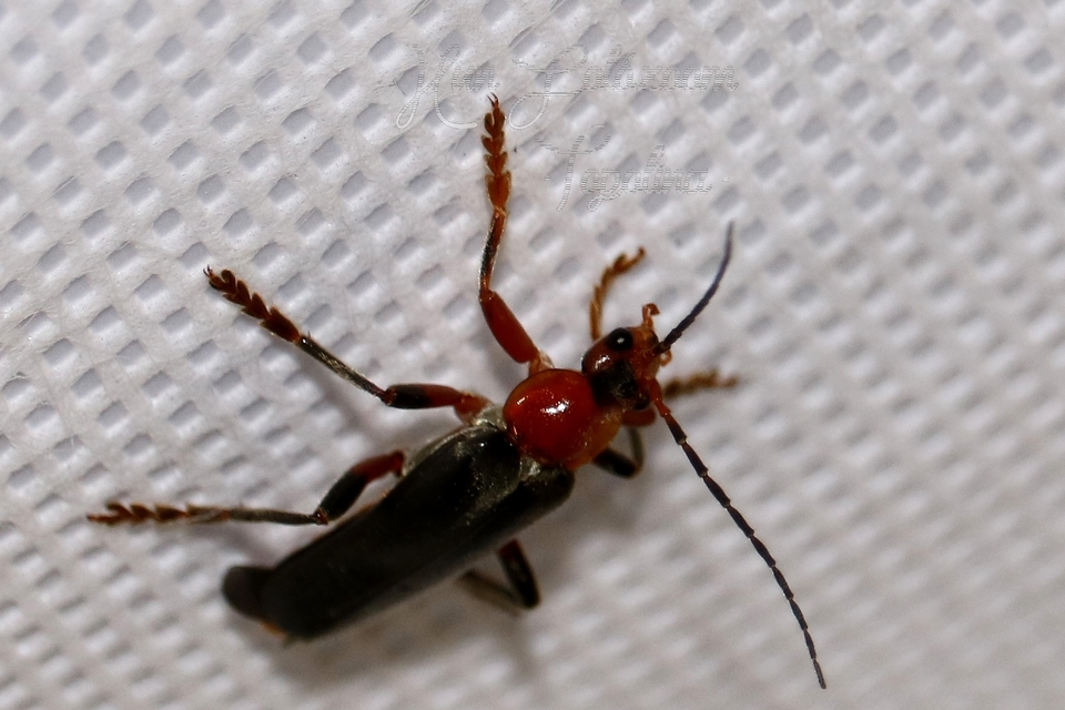 Cantharis livida - mezei lágybogár
