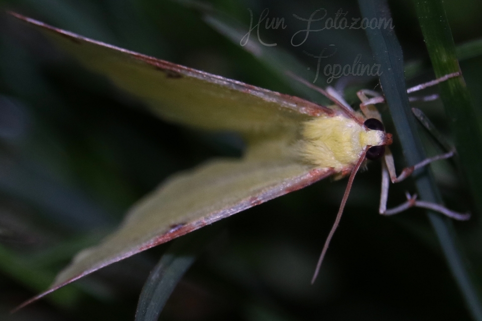 Opisthograptis luteolata - citromsárga araszoló
