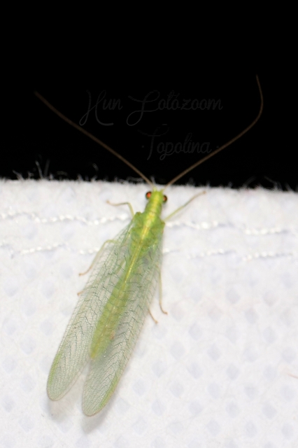 Chrysopidae - zöldfátyolkák