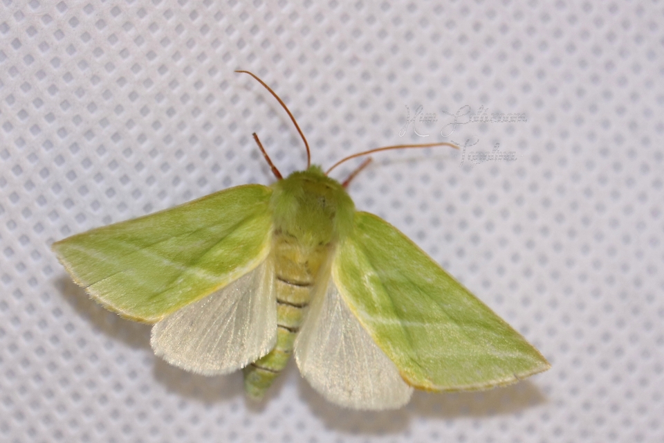 Pseudoips prasinana - bükkfa-zöldbagoly