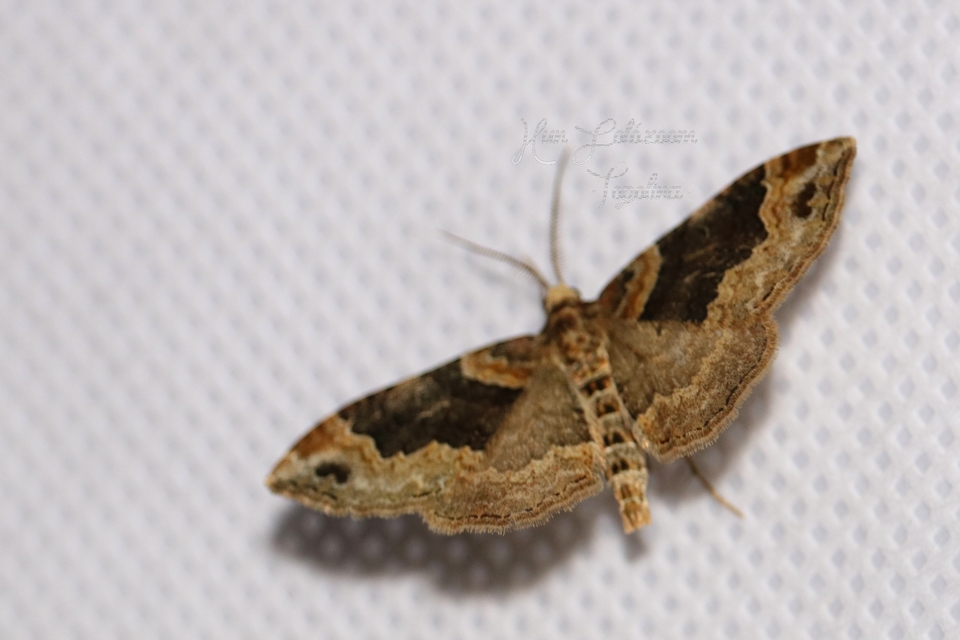 Xanthorhoe ferrugata - kerti tarkaaraszoló