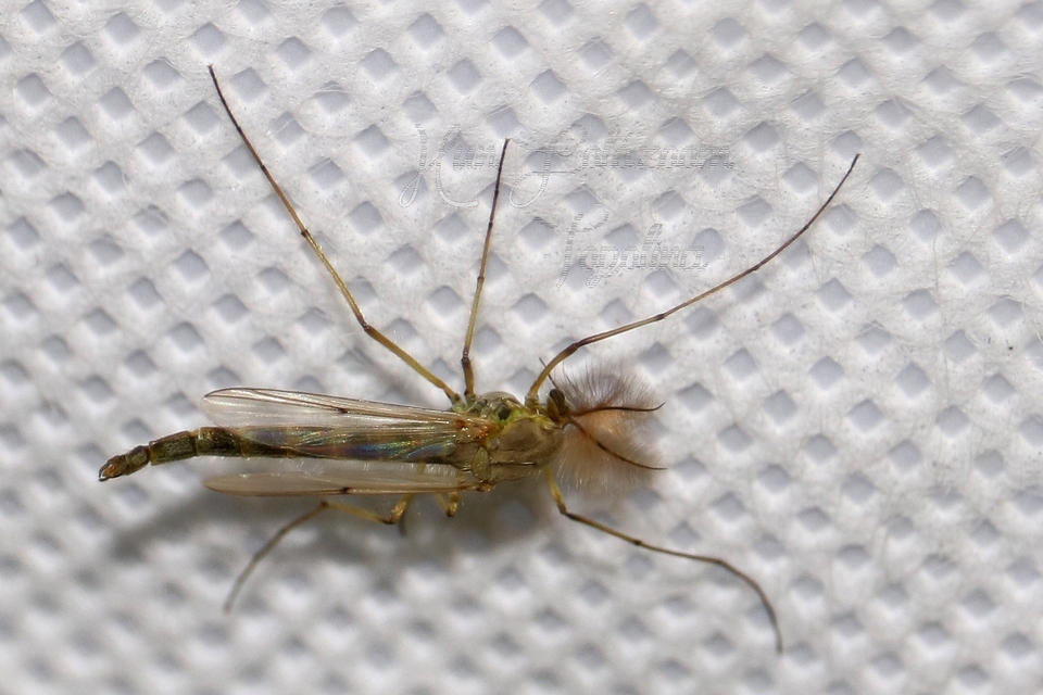Chironomidae - árvaszúnyogok