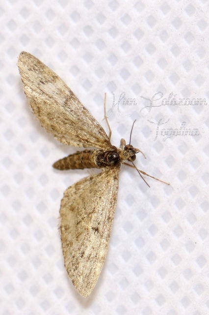 Eupithecia dodoneata - tölgy-törpearaszoló