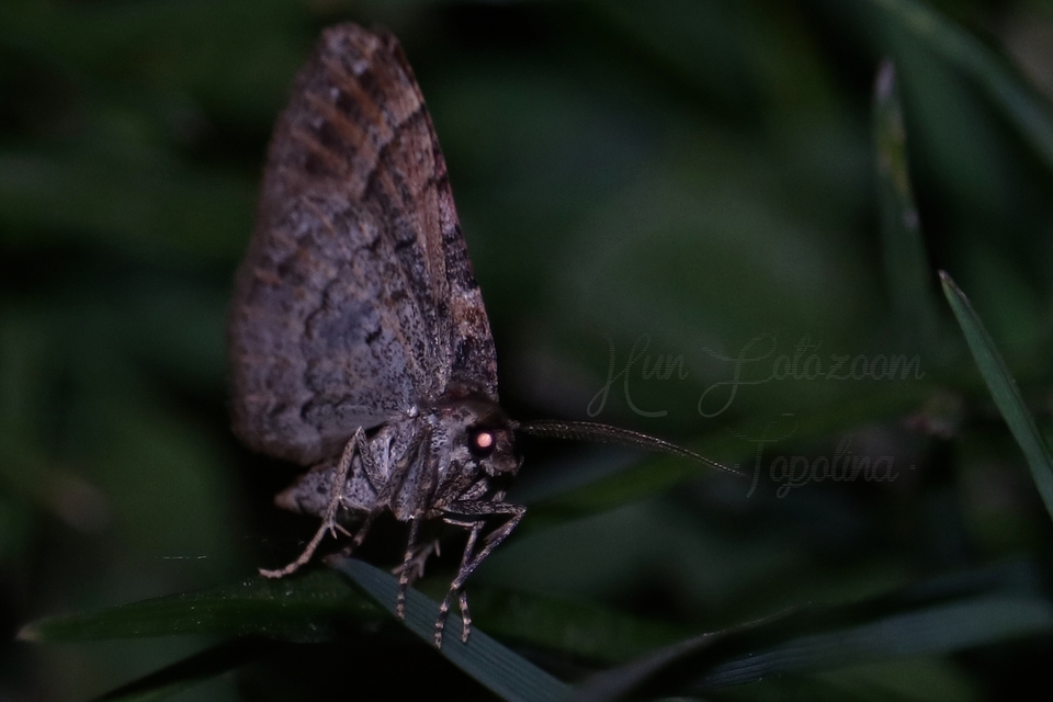 Xanthorhoe