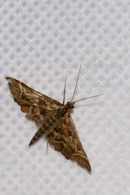 Diasemia reticularis - betűmintás tűzmoly