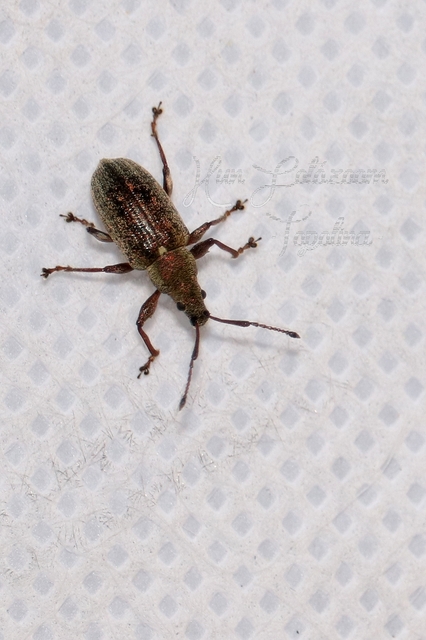 Phyllobius pyri - gyümölcsfa-levélormányos