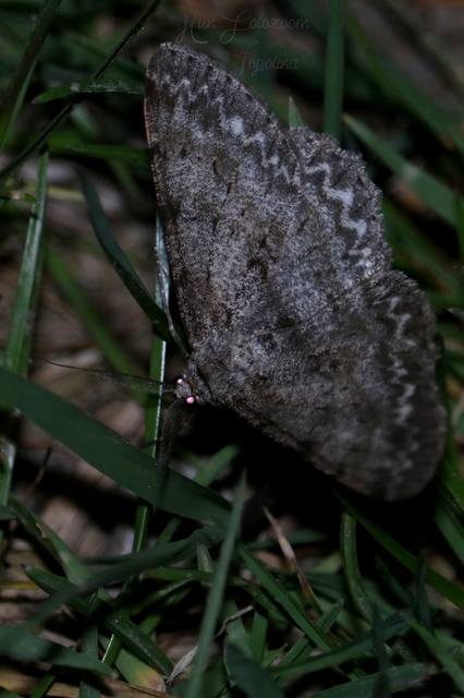 Hypomecis roboraria - nagy tölgyfaaraszoló