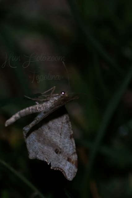 Macaria alternata - közönséges szürkearaszoló