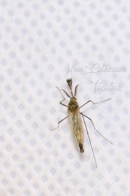 Culicidae - csípőszúnyogok