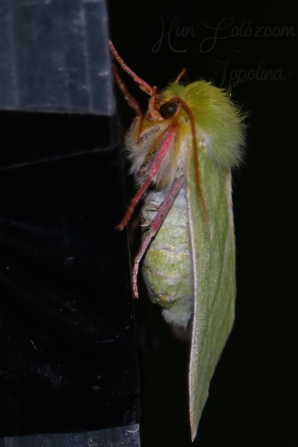 Pseudoips prasinana - bükkfa-zöldbagoly