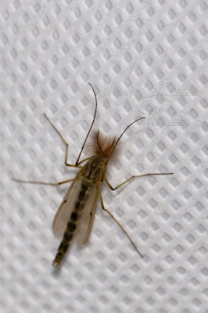 Chironomidae - árvaszúnyogok