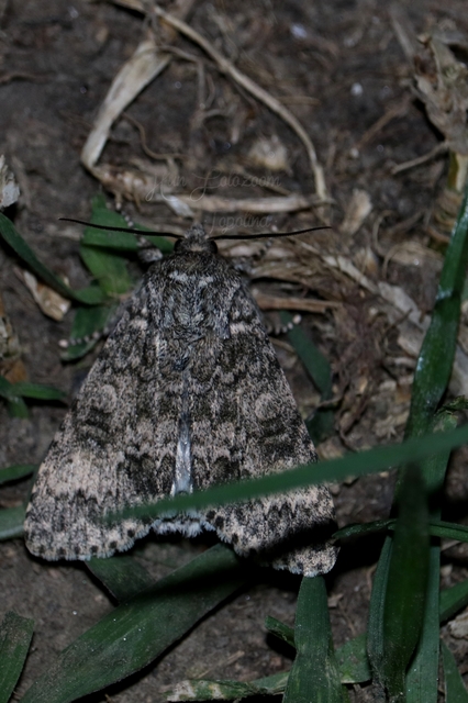 Acronicta megacephala - nagyfejű szigonyosbagoly