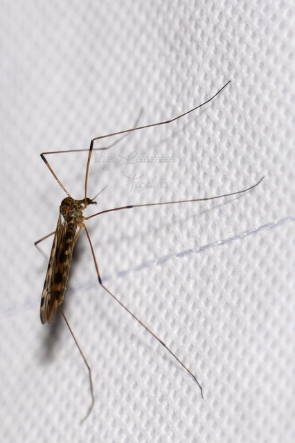 Limonia flavipes
