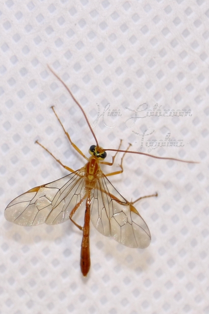 Ophion obscuratus