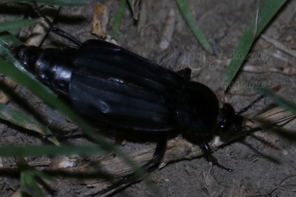 Necrodes littoralis - nagy dögbogár