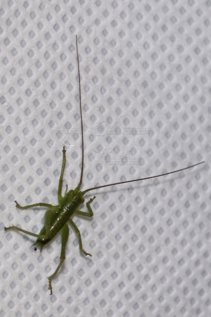 Tettigonia