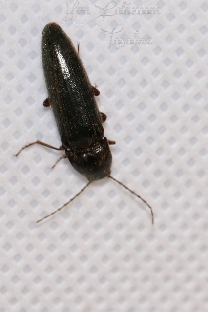 Melanotus