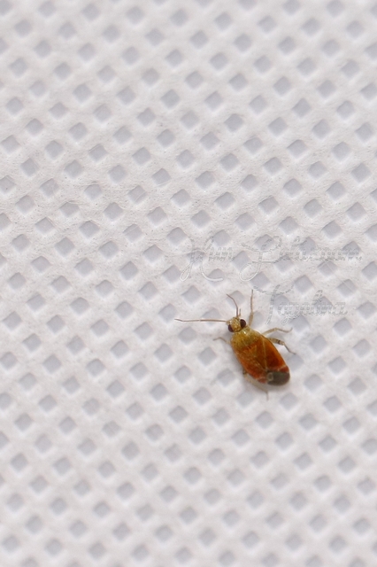 Psallus Psallus