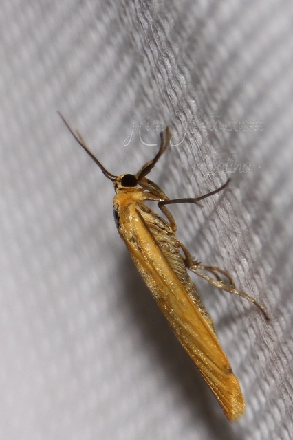 Eilema sororcula - sárga zuzmószövő