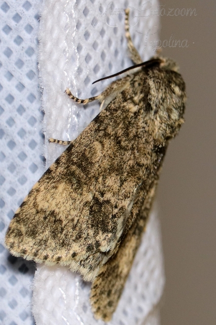 Acronicta megacephala - nagyfejű szigonyosbagoly