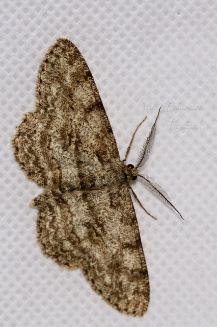 Hypomecis punctinalis - pettyes faaraszoló