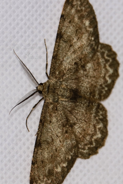 Hypomecis punctinalis - pettyes faaraszoló