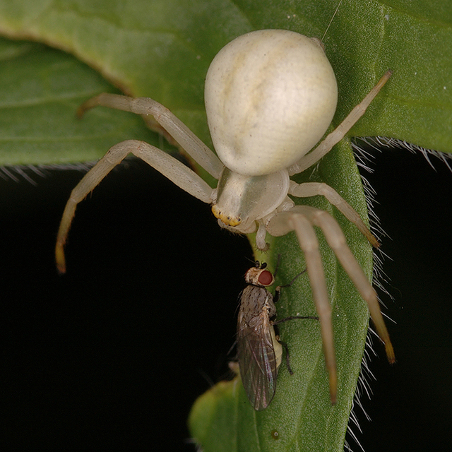 Misumena vatia - viráglakó karolópók