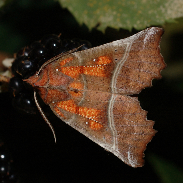 Scoliopteryx libatrix - vörös csipkésbagoly