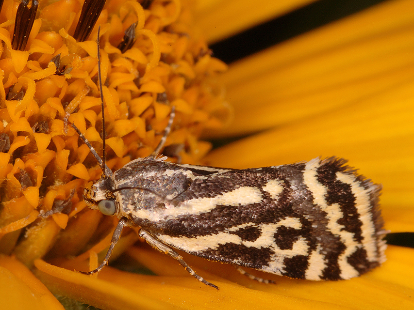 Emmelia trabealis - zebrabagoly
