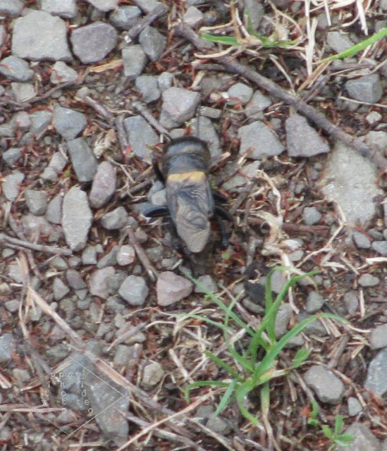 Gryllus campestris - mezei tücsök