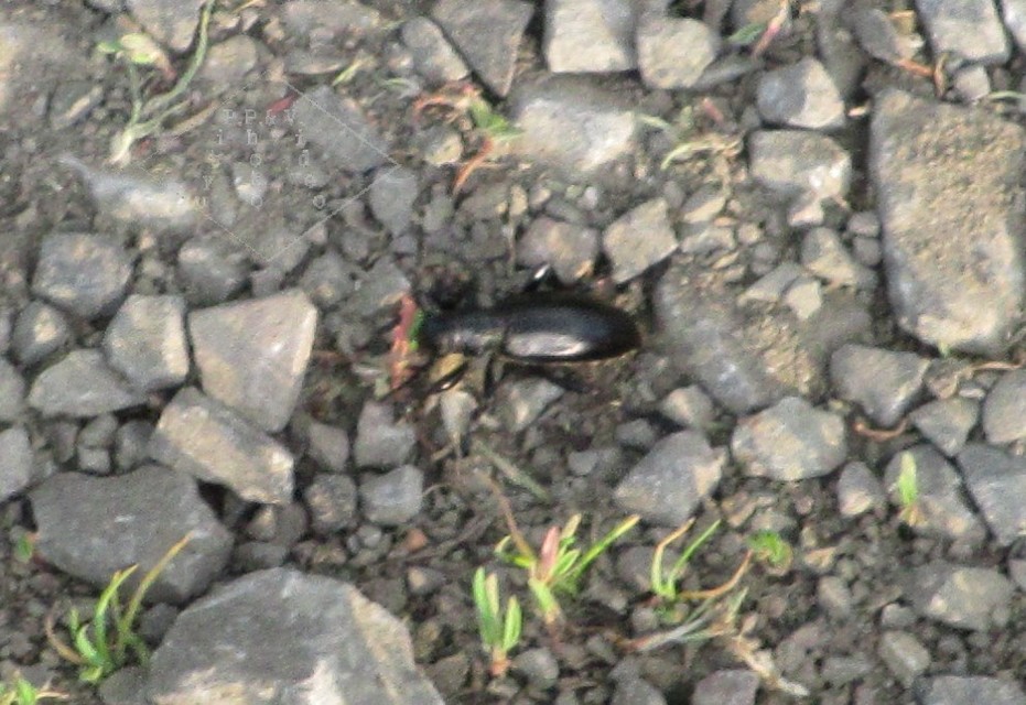 Dorcadion aethiops - fekete gyalogcincér