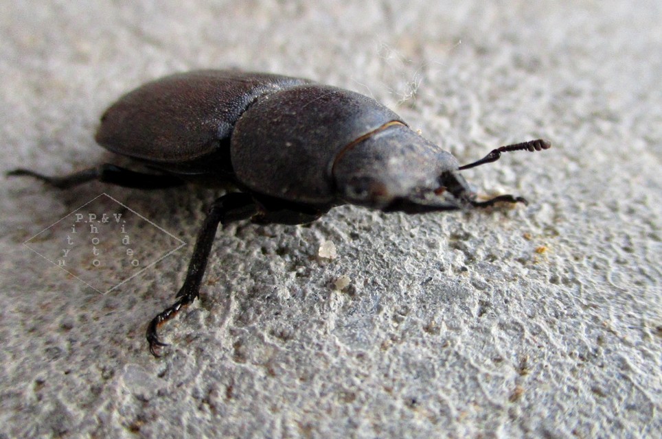 Dorcus parallelipipedus - kis szarvasbogár