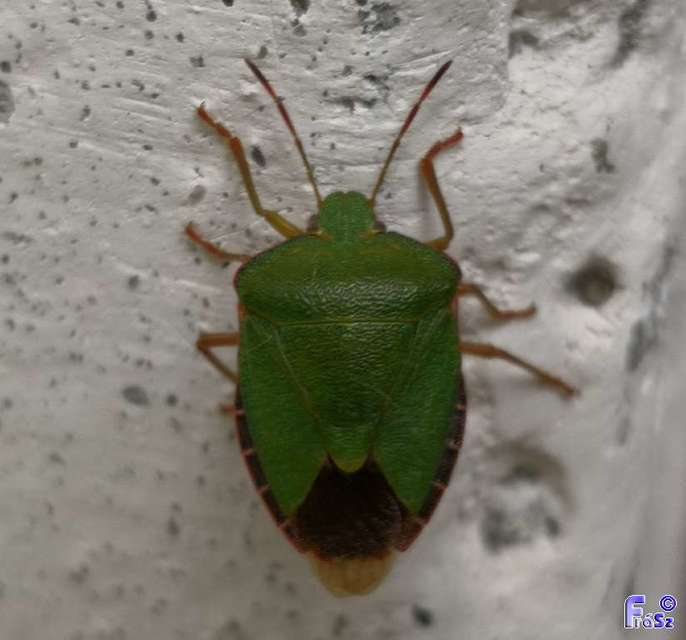 Palomena prasina - zöld bogyómászó-poloska Palomena prasina - zöld bogyómászó-poloska