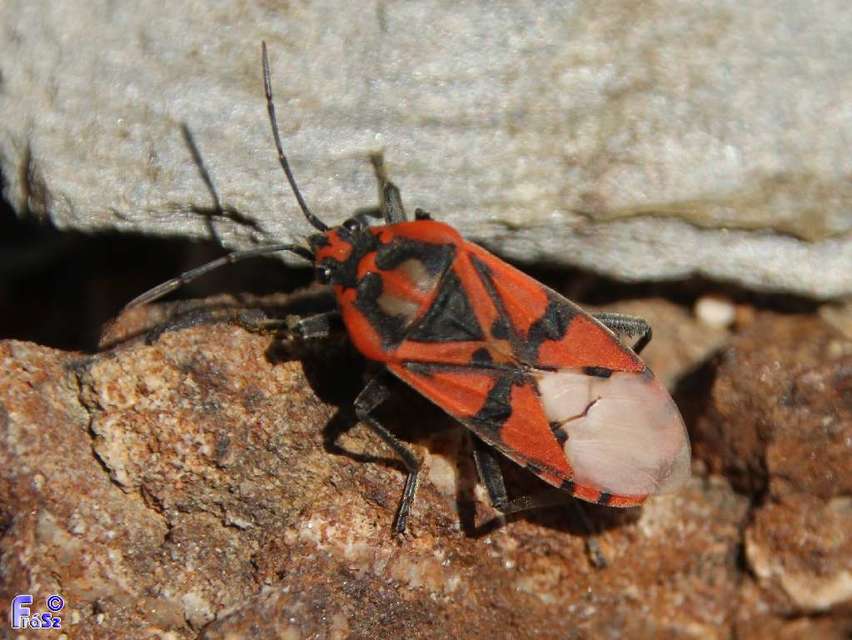 Spilostethus pandurus