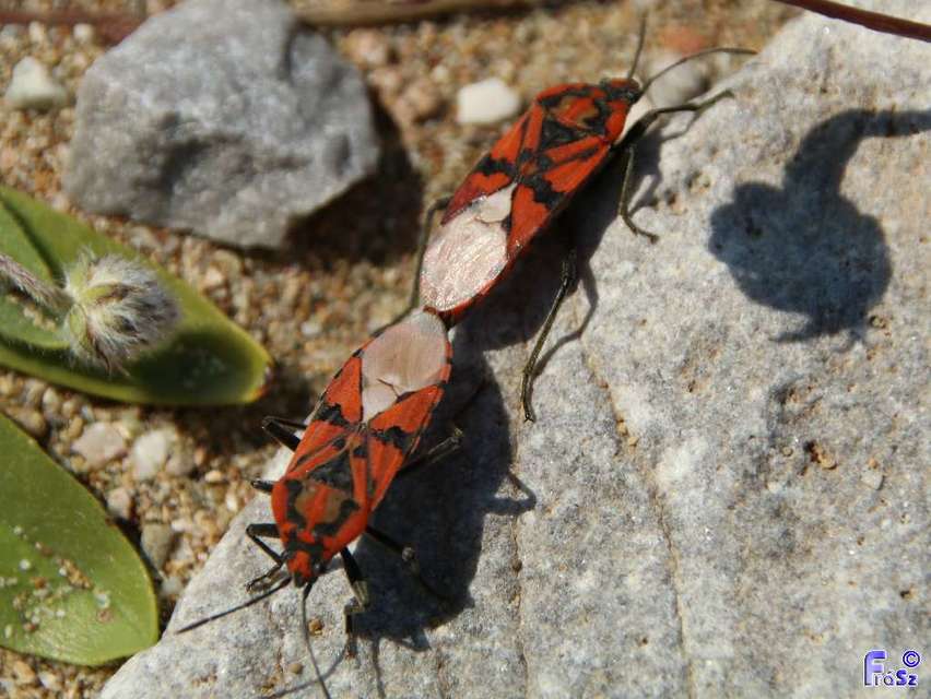 Spilostethus pandurus