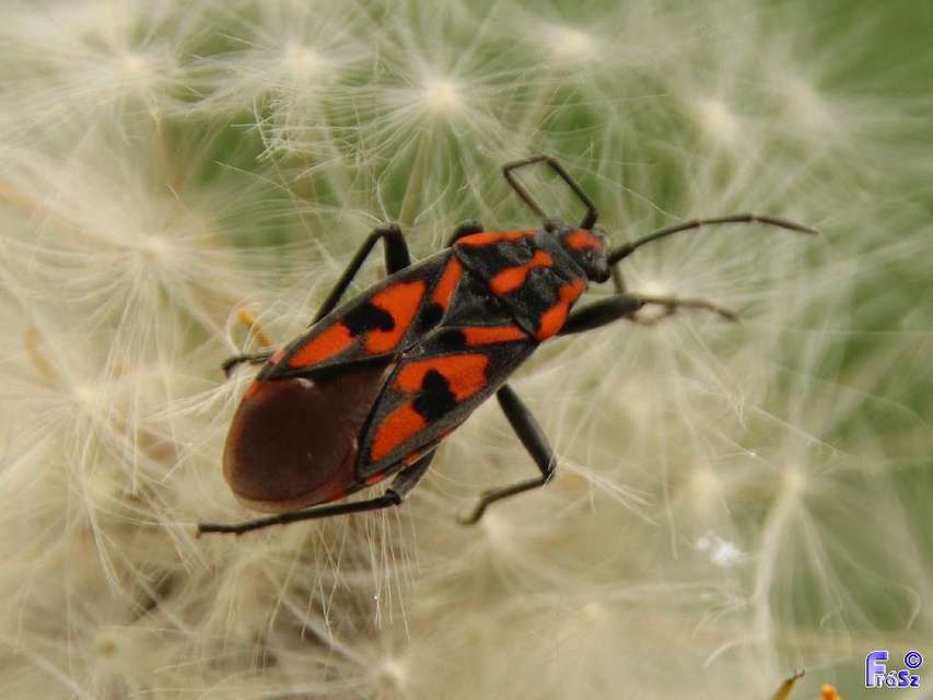 Spilostethus saxatilis - virágbodobács